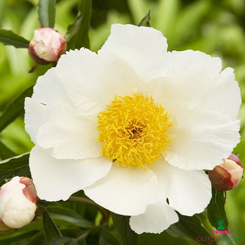 Peony White Wings (Herbaceous)