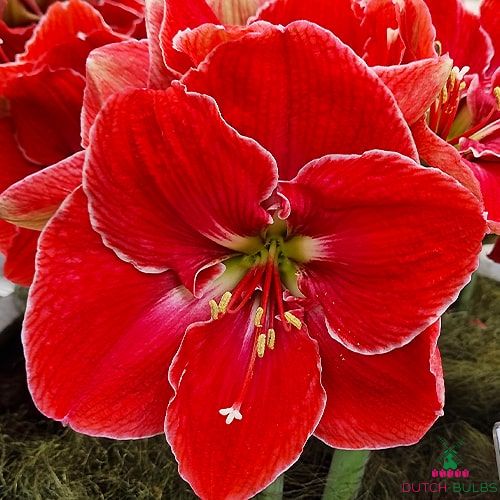 Amaryllis (Hippeastrum) Magical Touch