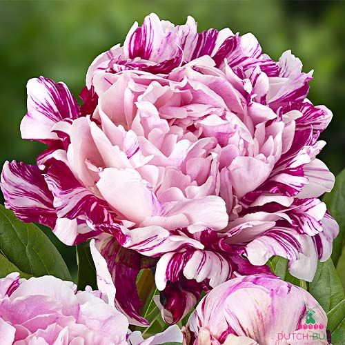 Peony Candy Stripe (Herbaceous)