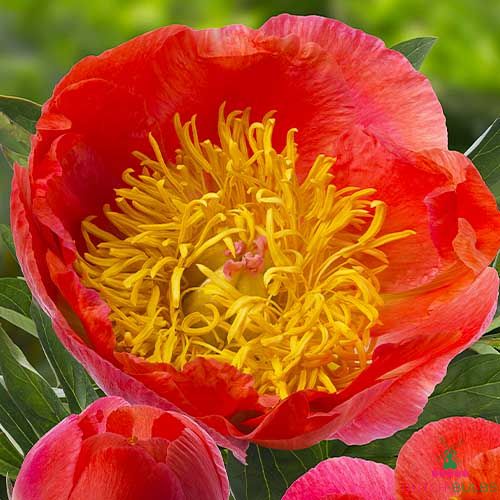 Peony Coral Supreme (Herbaceous)