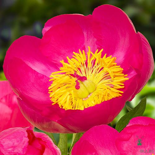 Peony Flame (Herbaceous)