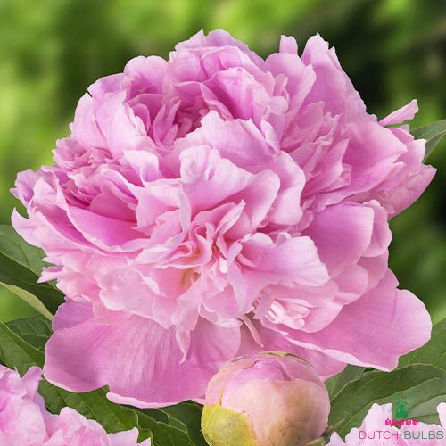 Peony Mary Brand (Herbaceous)