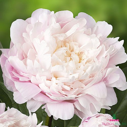 Peony Moon River (Herbaceous)