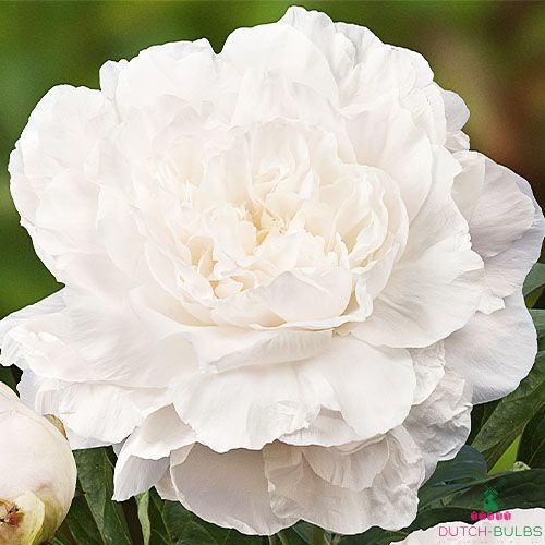 Peony Mothers Choice (Herbaceous)