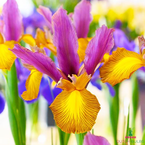 10 flower bulbs Iris hollandica Autumn Princess