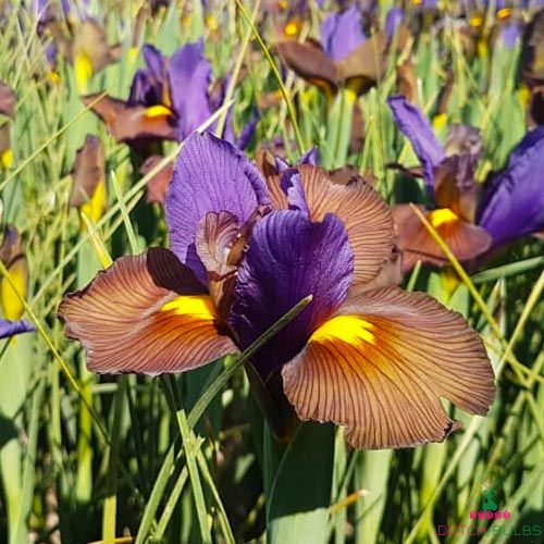 Bulbos de iris,Flores Refloreciendo Decoración Ornamental Charm Otoño Flores Plantación,2 Bombillas 