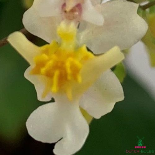 Oncidium (Orchid) Twinkle Yellow