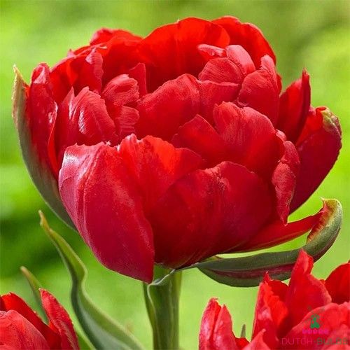 Tulip Abba Dream