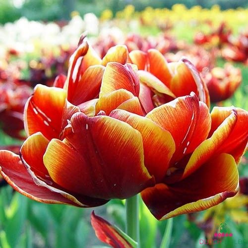 Tulip Allegretto