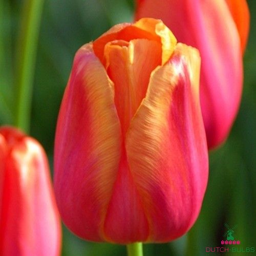 Tulip Avignon