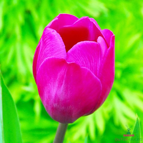 Tulip Blue Beauty
