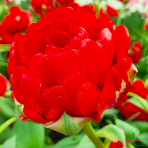 Tulip Bombastic Red