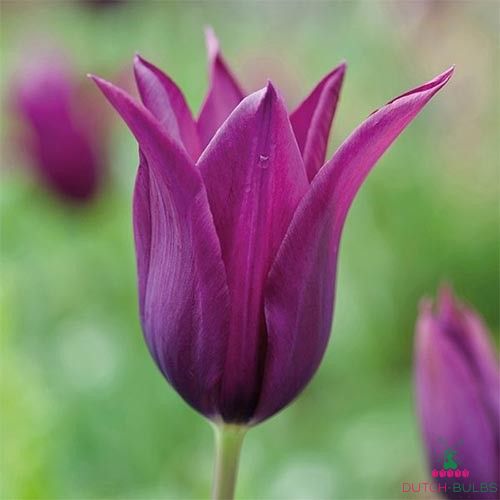 Tulip Burgundy