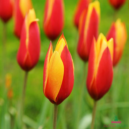 Tulip Clusiana var. Chrysantha