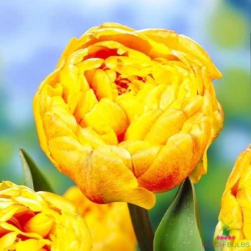Tulip Double Beauty of Apeldoorn