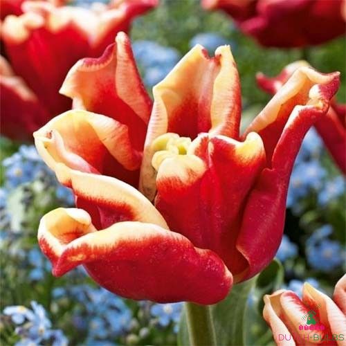 Tulip Elegant Crown