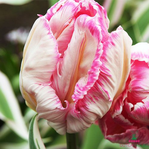 2x New Mixed Color Beautiful Rare Parrot Tulip Bulbs Seeds Home Bonsai Fast L0C0 