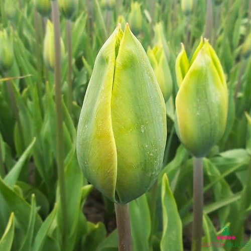 Tulip Green King