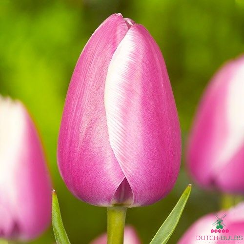 Tulip Jumbo Beauty