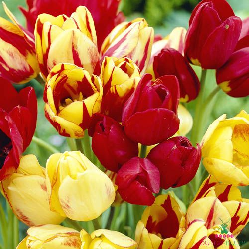 Hauteur 40-60 cm 100% garantie de floraison BULBi® Holland bulbes en Hollande Couleur mélange 80x bulbes de Tulipes Melange dentelles 