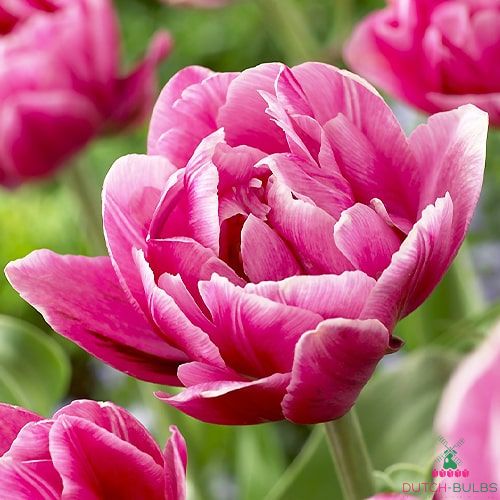 Tulipe Pink Cameo