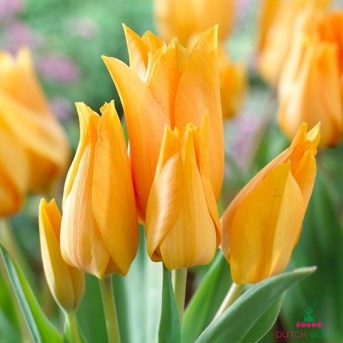 Tulip Praestans Shogun