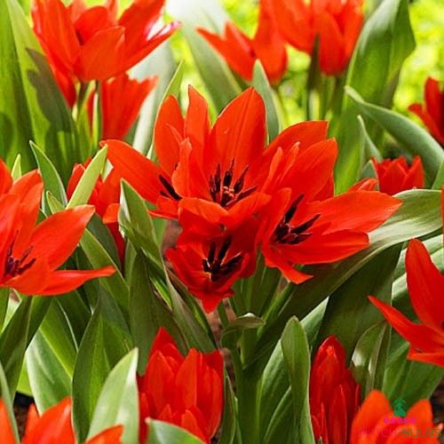 Tulip Praestans Van Tubergens Variety