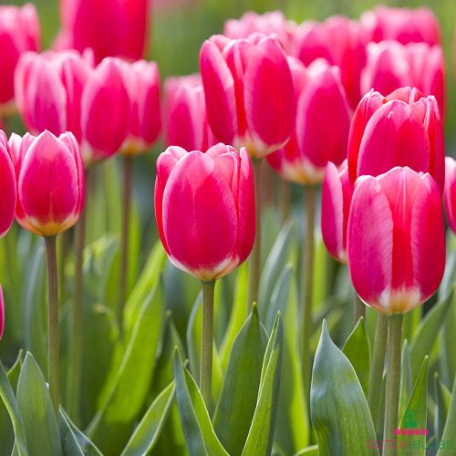 Tulip Rosy Delight