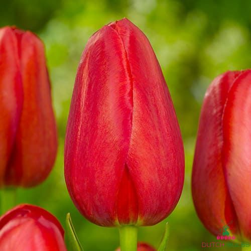 Tulip Sky High Scarlet