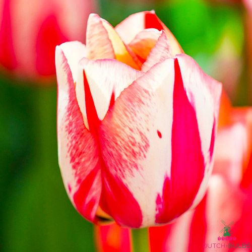 Tulip Spring Break