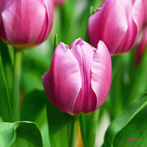 Tulip Synaeda Amor