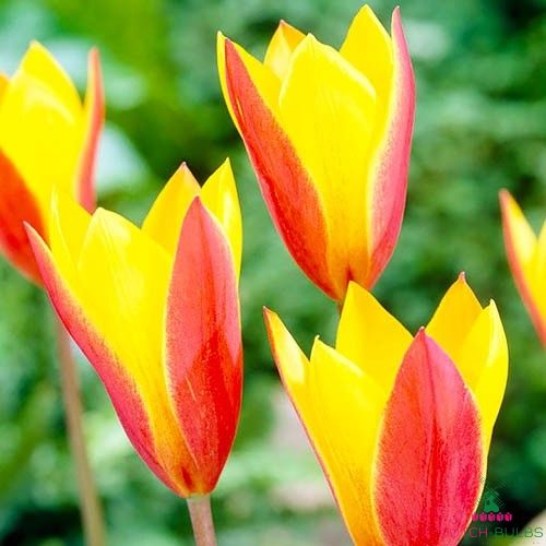 Tulip Tubergens Gem