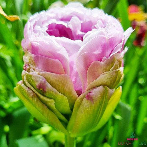 Tulip Violet Pranaa