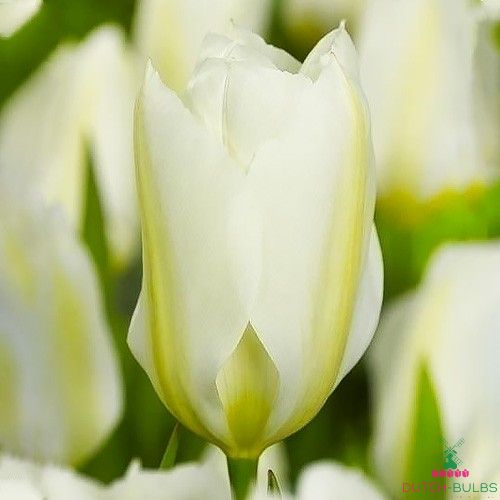 Tulip White Emperor (Purissima)