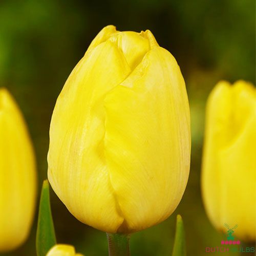 Tulip Yellow Angel