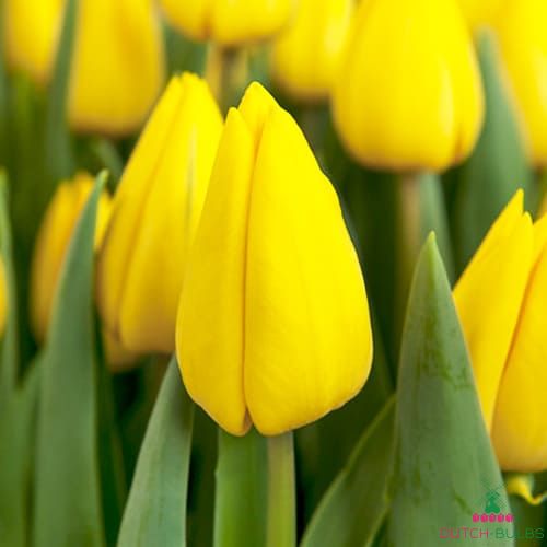 Tulip Yellow Flair