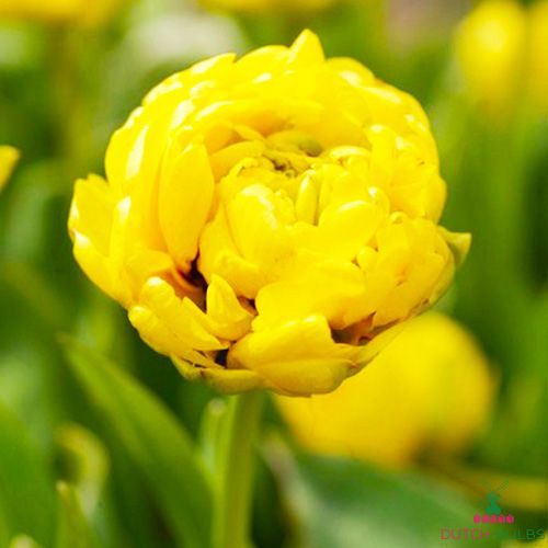 Tulip Yellow Pomponnet