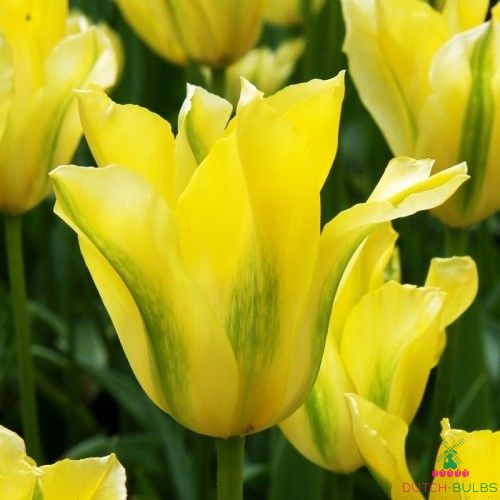 Tulip Yellow Springgreen