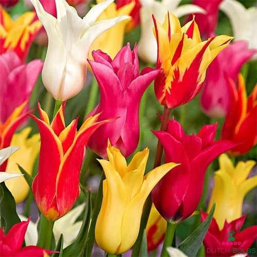 Tulips Lily Flowering Mix