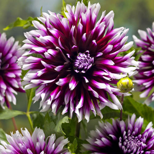 Dalia (Dahlia) Alauna Clair-Obscur - for Sale Dalia (Dahlia) Alauna Clair-Obscur