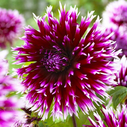 Dalia (Dahlia) Alauna Clair-Obscur - for Sale Dalia (Dahlia) Alauna Clair-Obscur