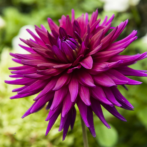 Dahlia Ambition - for Sale Dahlia Ambition
