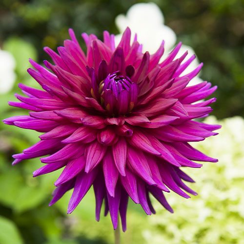 Dahlia Ambition - for Sale Dahlia Ambition