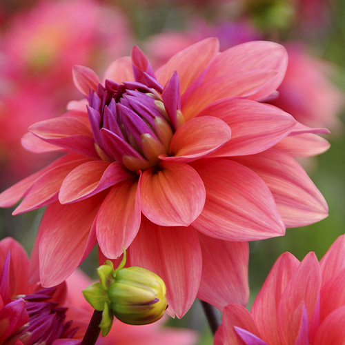 Dahlia American Dawn - for Sale Dahlia American Dawn