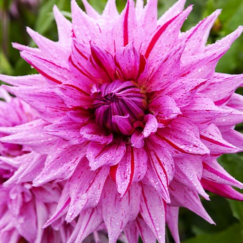 Dahlia American Dream - for Sale Dahlia American Dream