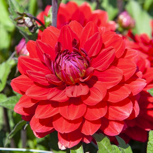 Dalia (Dahlia) Amora - for Sale Dalia (Dahlia) Amora