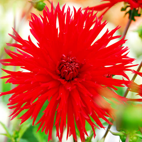 Dahlia Apache - for Sale Dahlia Apache