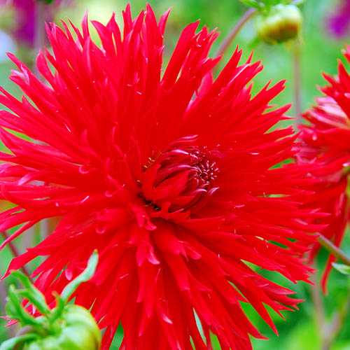 Dahlia Apache - for Sale Dahlia Apache