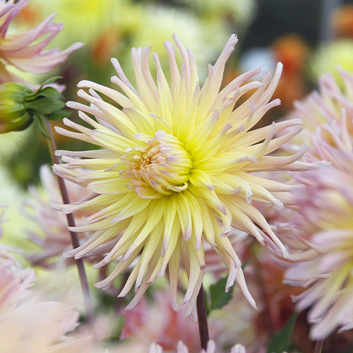 Dahlia Apricot Star - for Sale Dahlia Apricot Star