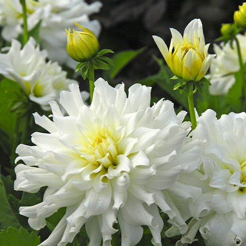 Dahlia Aspen - for Sale Dahlia Aspen